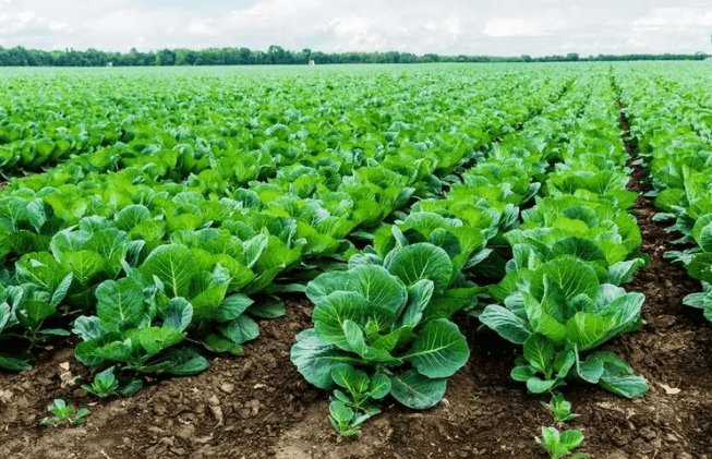 <a href=http://m.19jaa.com/mcy/ target=_blank class=infotextkey>木醋液</a>對土壤改良